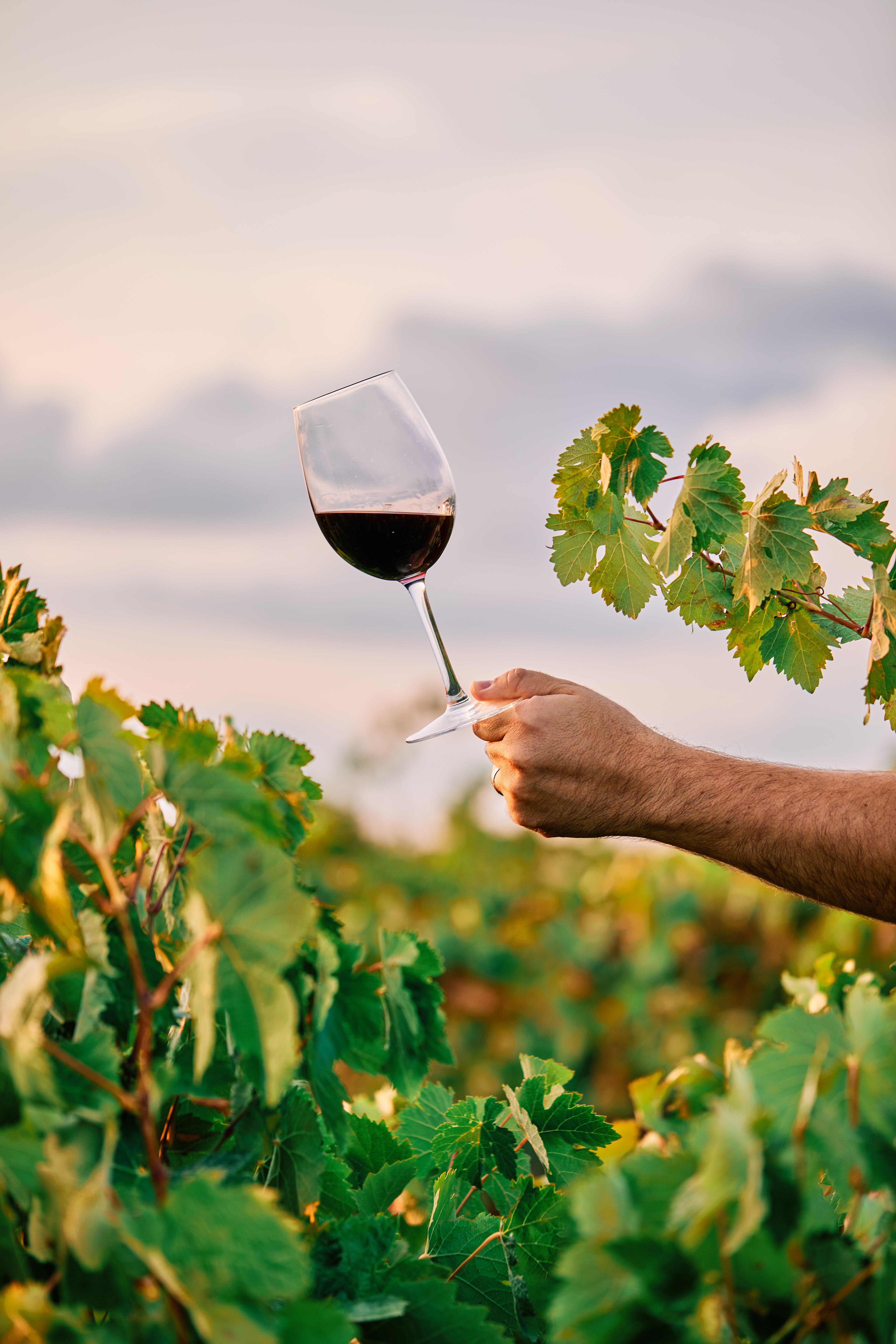 Ibiza's Wine Tasting