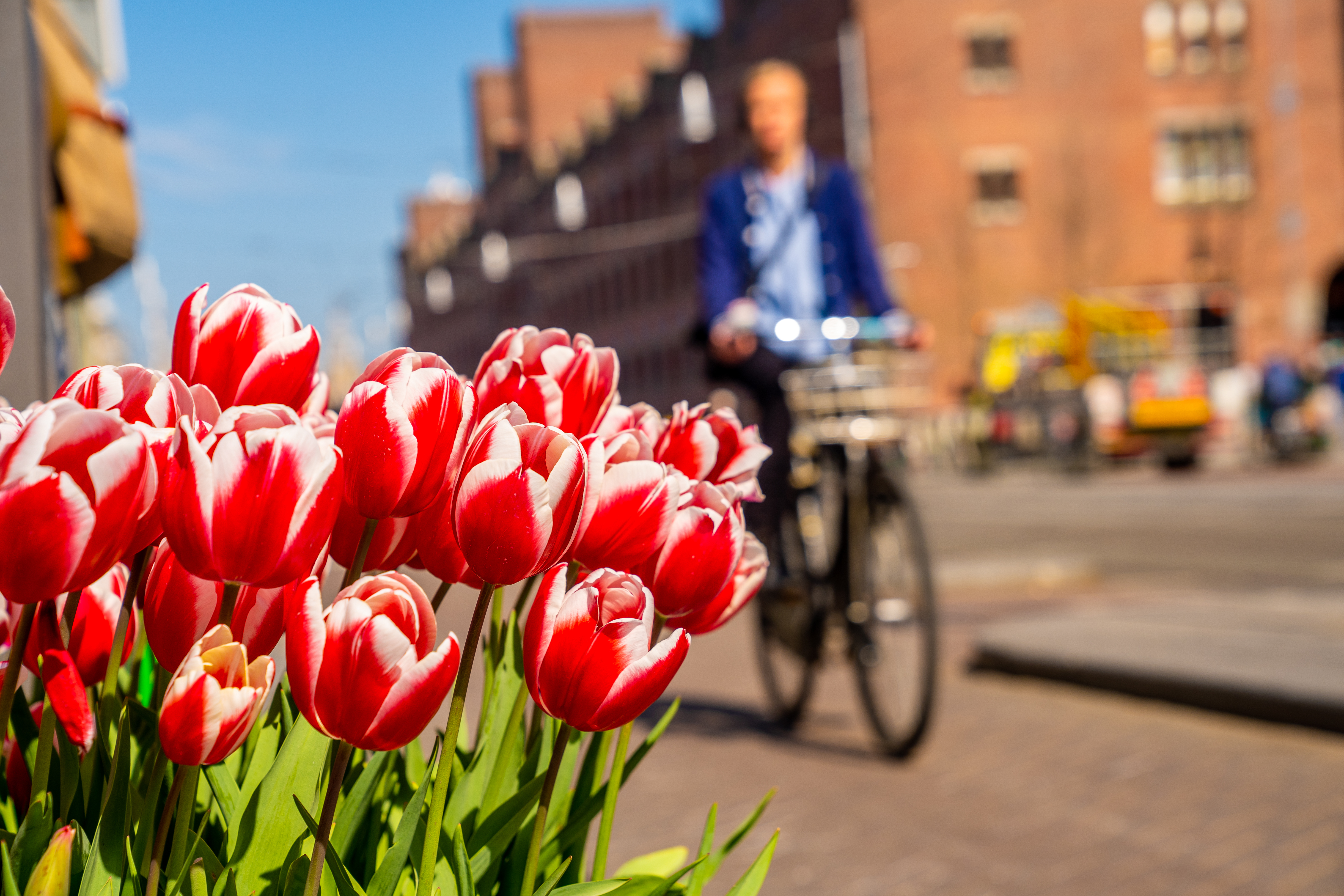 Best Festivals in the Netherlands